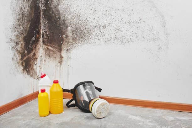 Professional Mold Remediation in Eden Prairie, MN