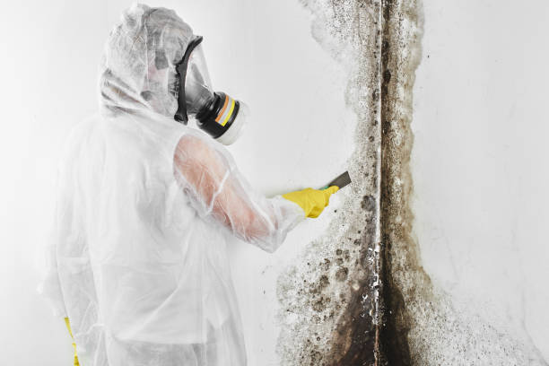 Best Industrial Mold Remediation in Eden Prairie, MN