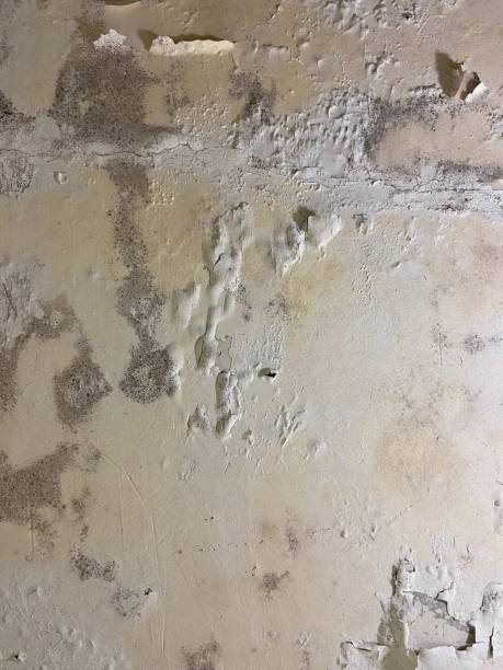 Best Black Mold Remediation in Eden Prairie, MN