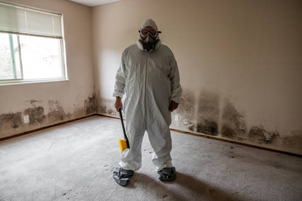 Best Mold Testing and Inspection Services in Eden Prairie, MN