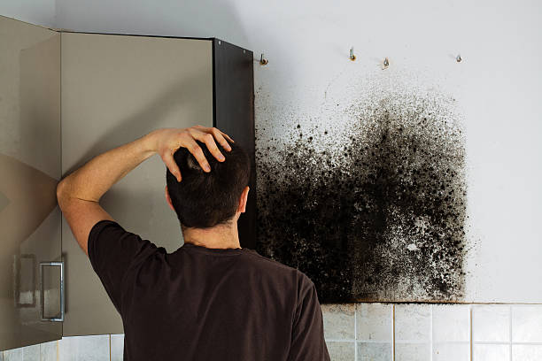 Best DIY Mold Remediation Support Services in Eden Prairie, MN